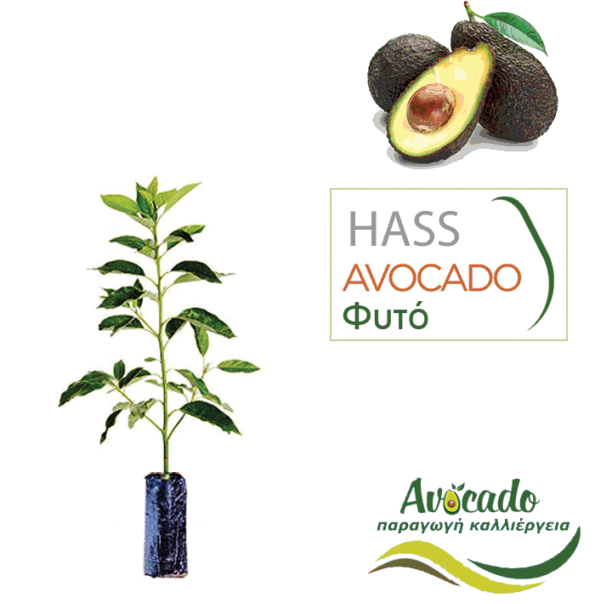 Avocado-hass–fyto-xondriki-timh-fytorio-SM