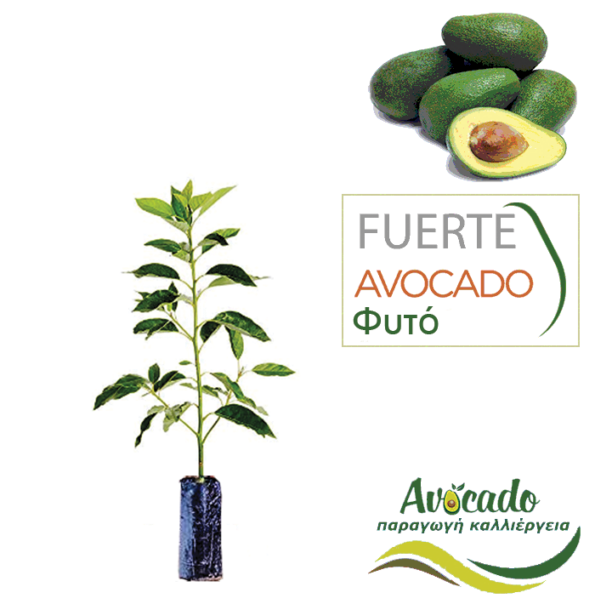 avocado-fuerte-fyto-xondriki-timh-fytorio-SM