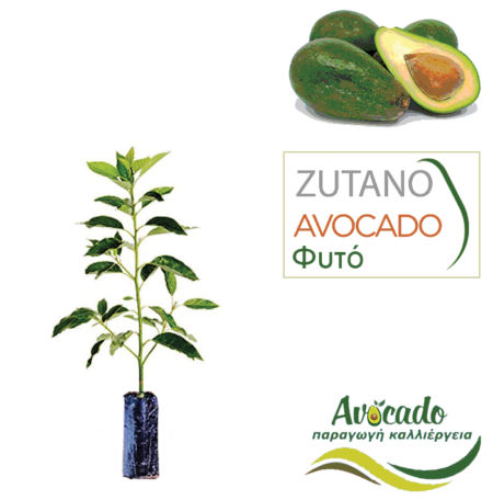 Φυτό Αβοκάντο Zoutano τιμή χονδρικής φυτωρίου