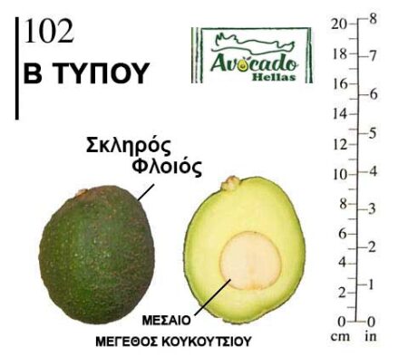 Αβοκάντο Κρήτης 102 ( Avocado 102)