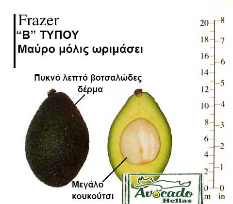 Avocado Frazer variety