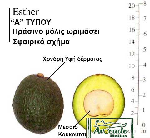 Variety Avocado Esthel