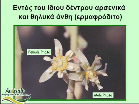 Avocado Male Females, Spotting Male Female Avocado Avocado Flowers, Avocado-Crete