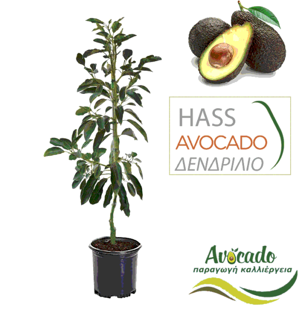 Avocado-hass-dentro-fyto-xondriki-timh-fytorio