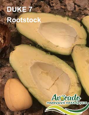 Avocado Greece Crete Duke7 rootstock