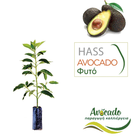 Avocado-hass ( Αβοκάντο χας) φυτό σε χονδρική τιμή σε σακούλα φυτωρίου
