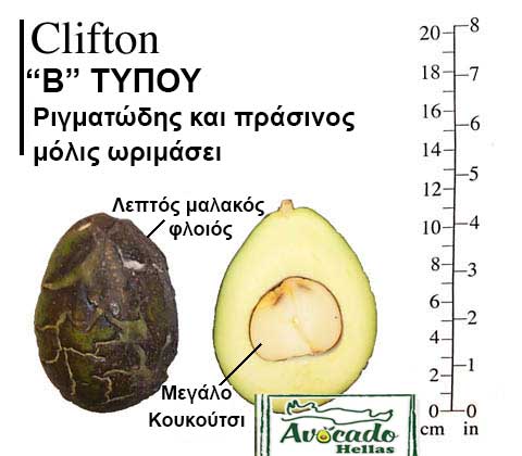 Ποικιλία Αβοκάντο Κρήτης Clifton