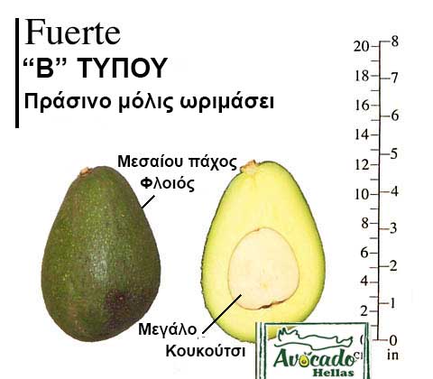 Ποικιλία Αβοκάντο (Avocado) Fuerte