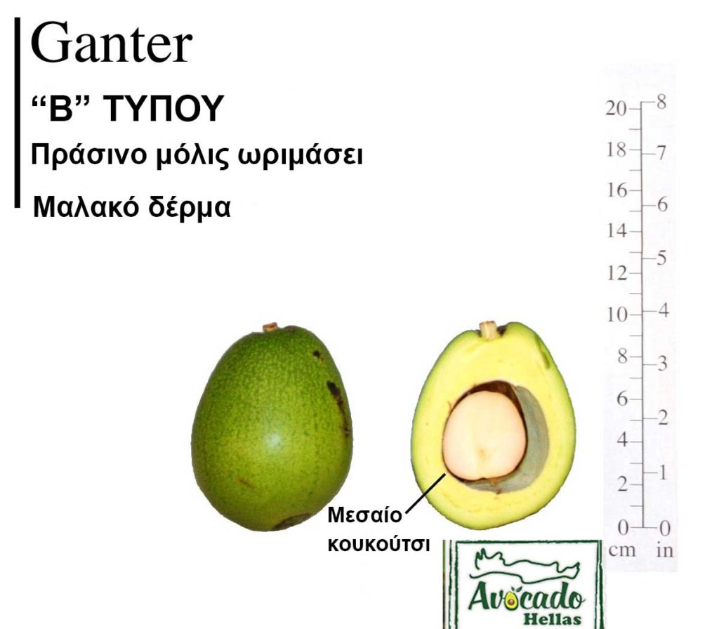 Ποικιλία Αβοκάντο (Avocado) Ganter