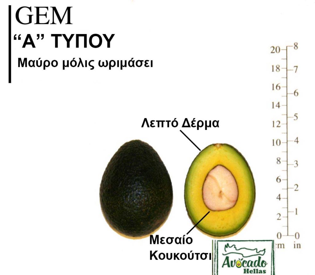 Ποικιλία Αβοκάντο (Avocado) Gem