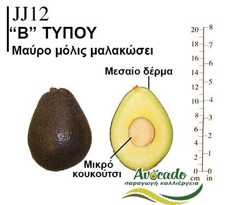 Avocado variety JJ12