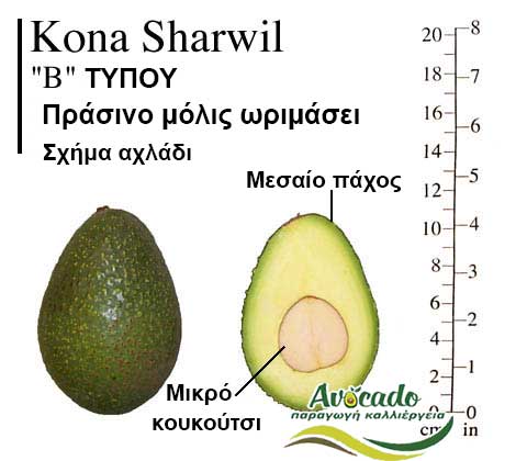 Kona Sharwil Avocado Variety