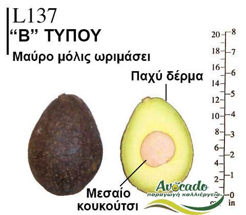 Avocado variety L137