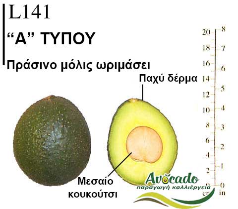 Avocado variety L141