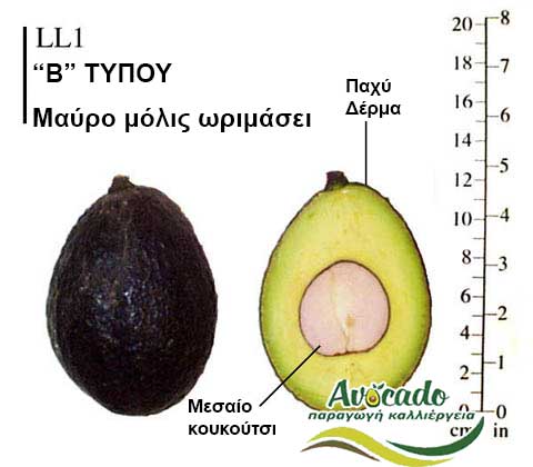 Avocado variety LL1