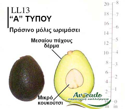 Avocado variety LL13