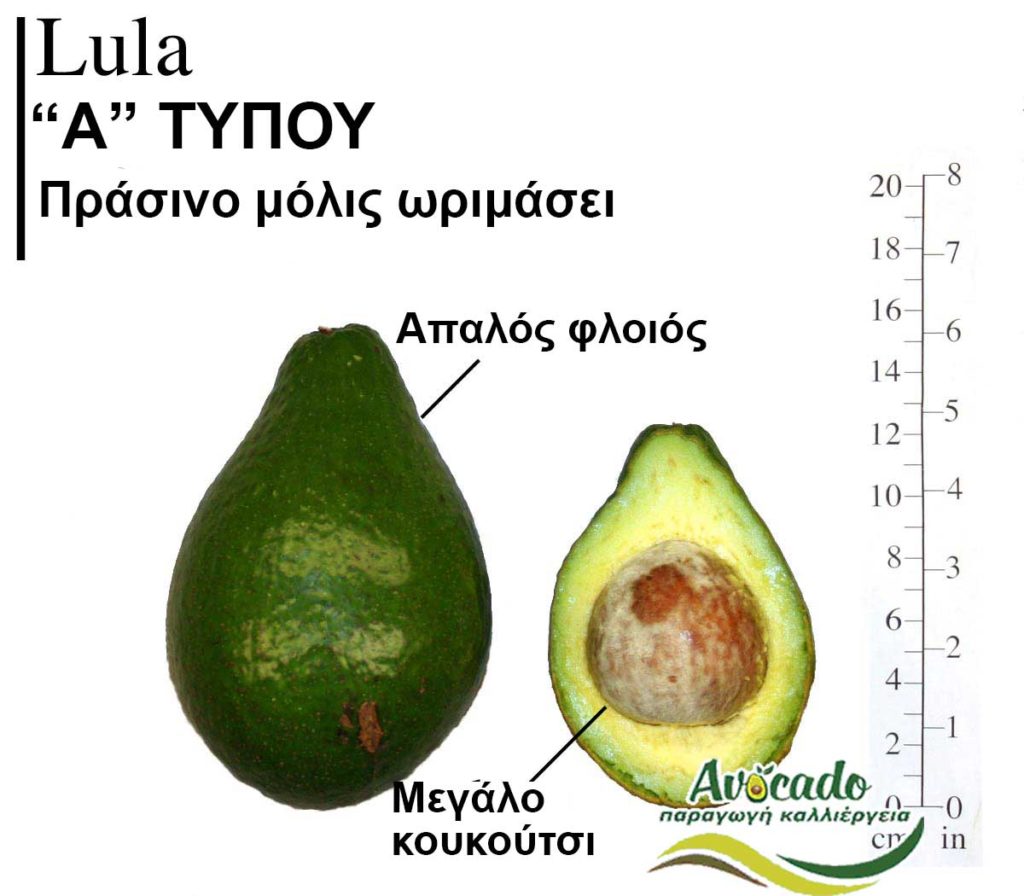Avocado variety Lula