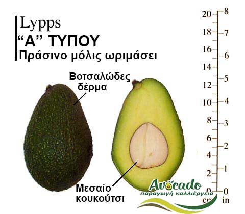 Avocado Lypps variety