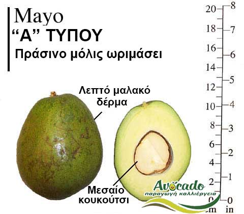 Avocado variety Mayo