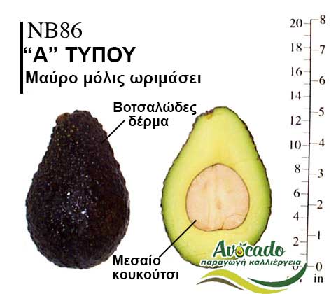 Avocado variety Nb86