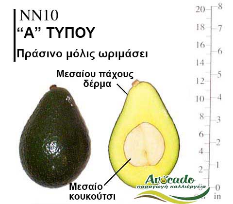 Avocado variety NN10