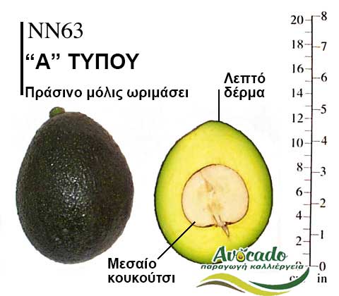 Avocado variety NN63