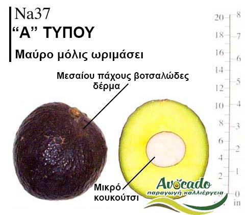 Avocado Variety Na37
