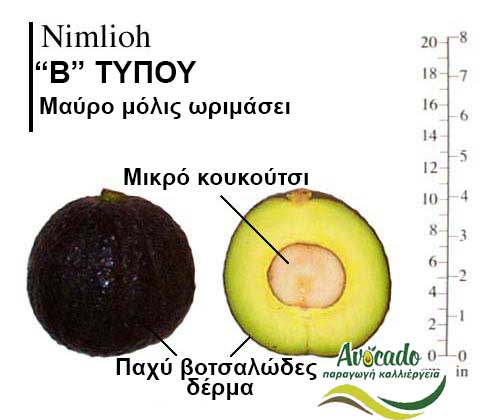 Nimlioh Avocado Variety