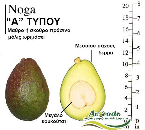Variety of Avocado Noga