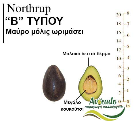 Northrup Avocado Variety