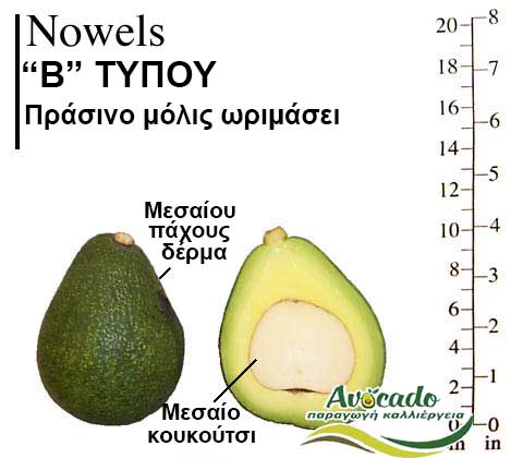 Variety Avocado Nowels