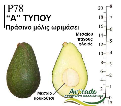 Avocado variety P78