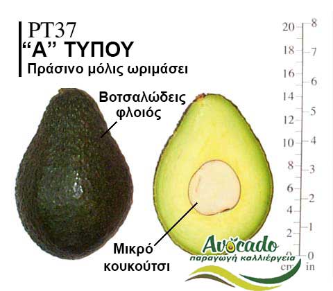 Avocado variety PT37