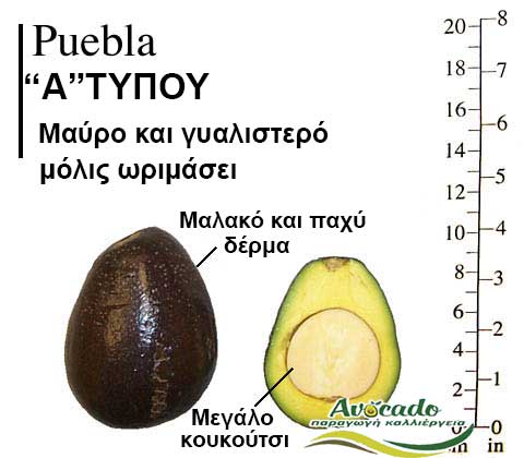 Avocado Puebla variety