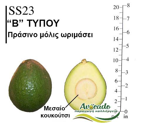 Avocado variety SS23