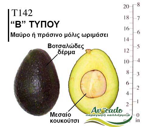 Avocado variety T142