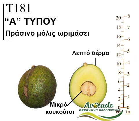 Avocado variety T181