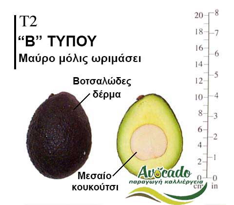 Avocado variety T2