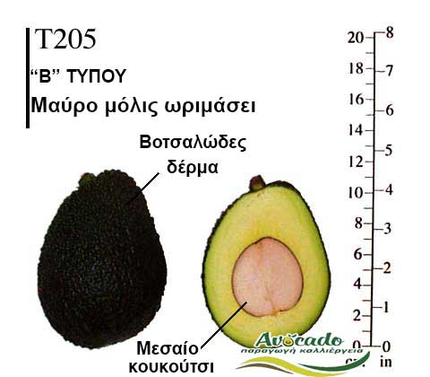 Avocado variety T205