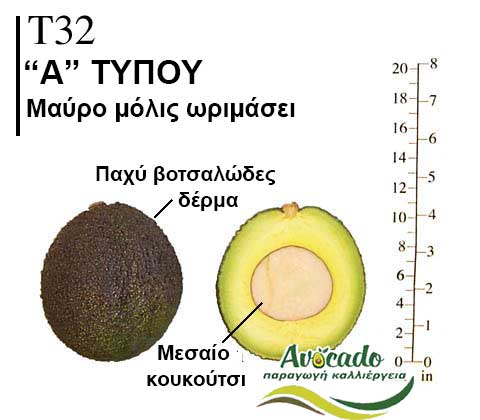 Avocado variety T32