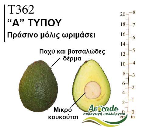 Avocado variety T362