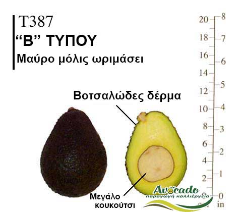 Avocado variety T387