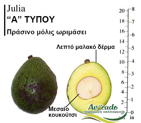 Avocado variety Julia