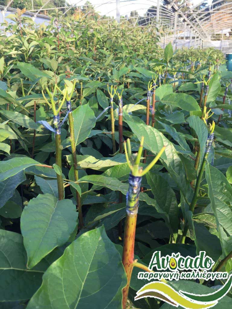 Method of production and growth of Avocado plants