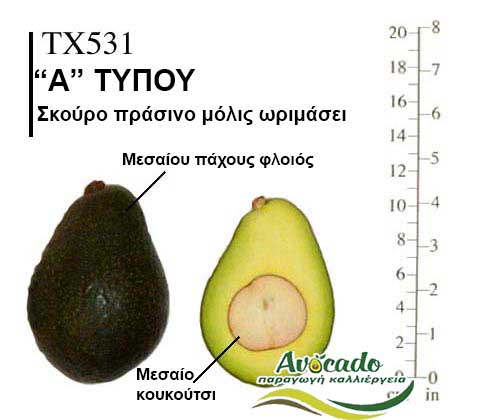 Avocado variety Tx531