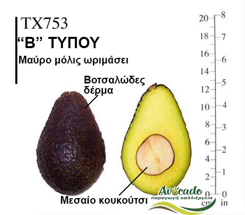 Avocado variety Tx753