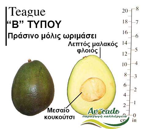 Avocado Teague variety