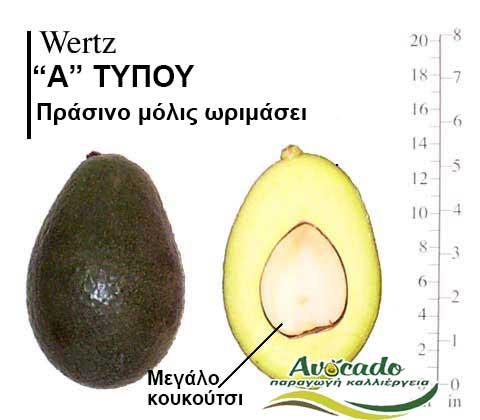 Wertz Avocado Variety