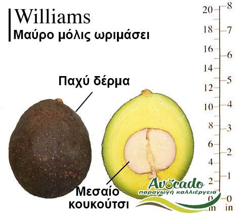 Variety Avocado Williams