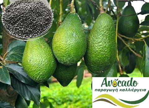 Avocado lubrication fertilizer